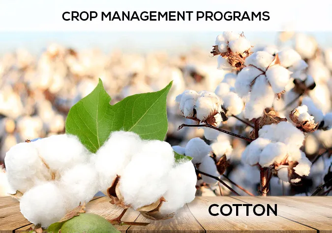 Cotton crop in Pakistan – SYAC