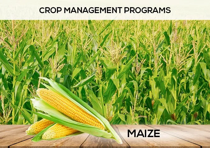 Maize crop enhancement Pakistan