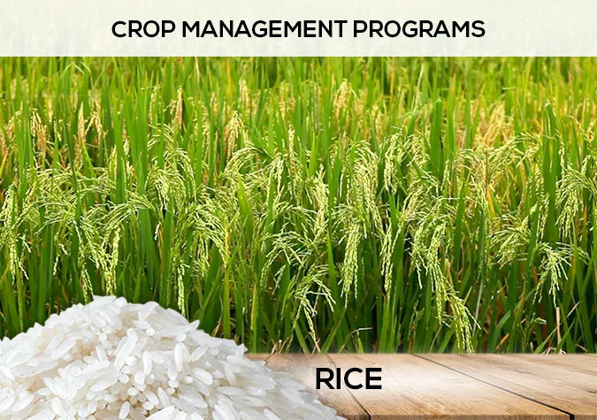 Rice farming solutions – Pakistan agriculture