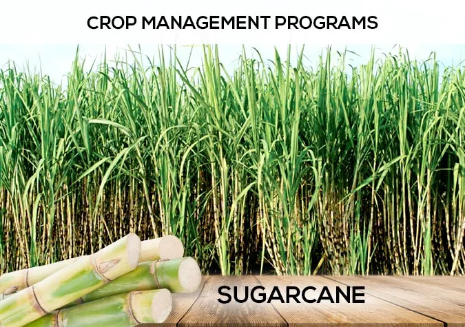 Sugarcane crop improvement – Sayban