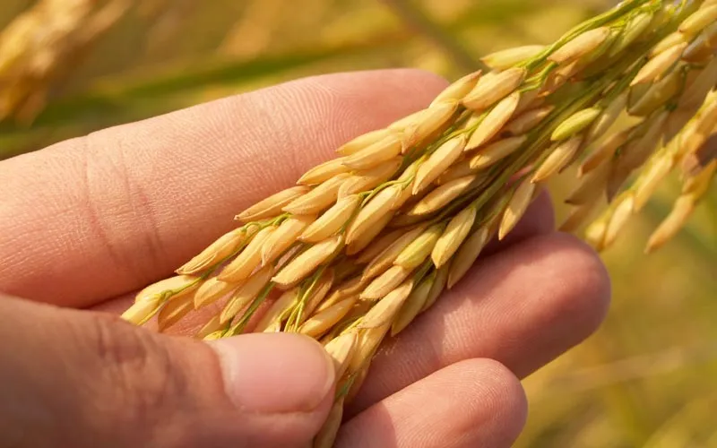 SYAC Vision – Strengthening Pakistan agriculture