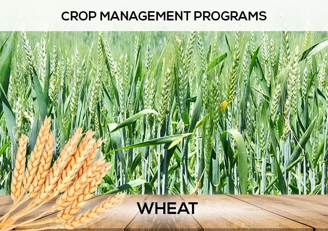 Wheat crop solutions by SYAC